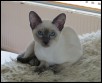 15 weeks Blue Diadem